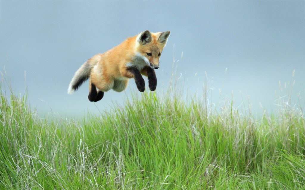 fox-jump